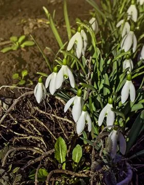 Delicate snowdrop flower 스톡 사진