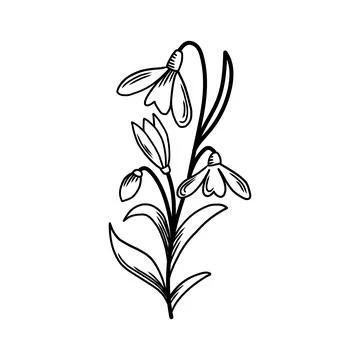 Delicate snowdrop flowers blooming in spring black and white illustration Stock Illustration