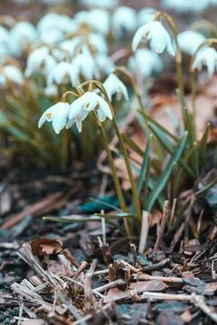 Delicate snowdrop flowers Foto stock