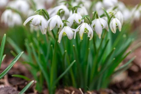 Delicate snowdrop flowers Foto stock
