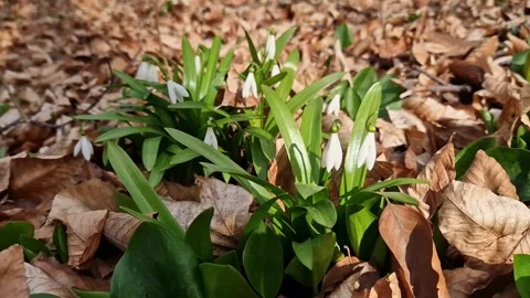 Delicate snowdrop flowers, spring flowers Stock Footage 331535260