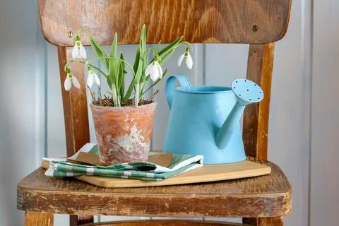 Delicate snowdrops in clay pot representing early spring awakening Stockfoto's