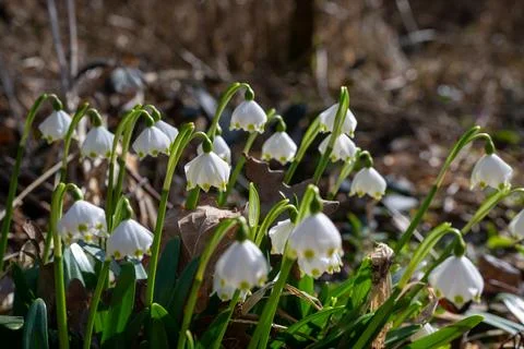 Delicate Snowdrops in Early Spring Stock Photos