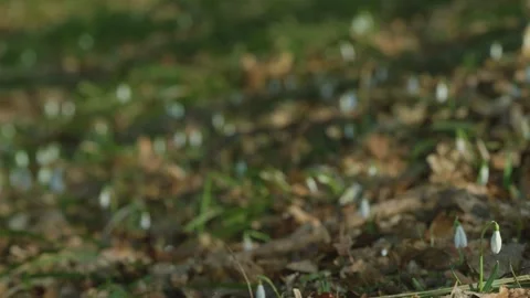 Delicate snowdrops emerge from forest floor amidst fallen leaves and trees Stock Footage 331474200