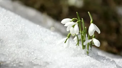 Delicate snowdrops in snowed valley Video stock 21888264
