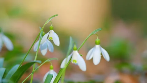 Delicate Snowdrops In Spring Forest. Beautiful White Blooming Galanthus Stock Footage 260260537