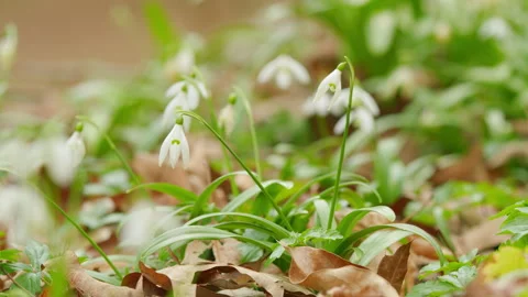 Delicate Snowdrops In Spring Forest. Beautiful White Blooming Galanthus Stock Footage 260274084