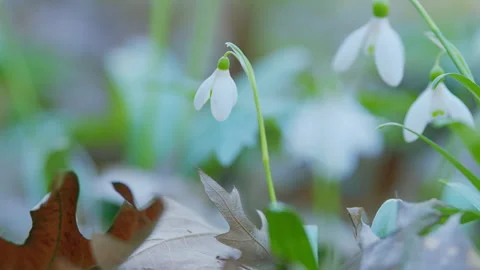 Delicate Snowdrops In Spring Forest. Snowdrop Or Common Snowdrop. Galanthus Stock Footage 260245385