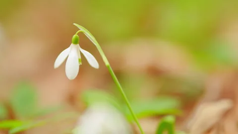 Delicate Snowdrops In Spring Forest. Snowdrop Or Common Snowdrop. Galanthus Stock Footage 260302363