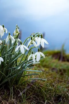 Delicate Snowdrops by the Water Stock Photos