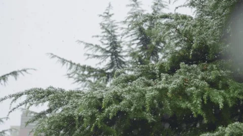 Delicate Snowflakes Drifting Down in a Quiet Atmospheric Winter Scene Outdoors Video stock 341868089