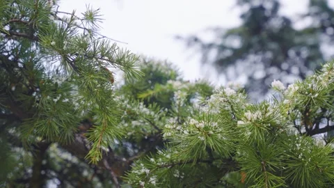 Delicate Snowflakes Drifting Down in Soft Light During a Peaceful Winter Stock Footage 341913720