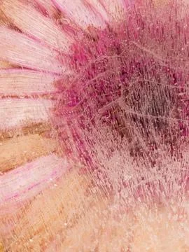 Delicate soft pink flower Stock Photos