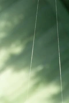 Delicate Spider Silk Threads in Soft Light Foto stock