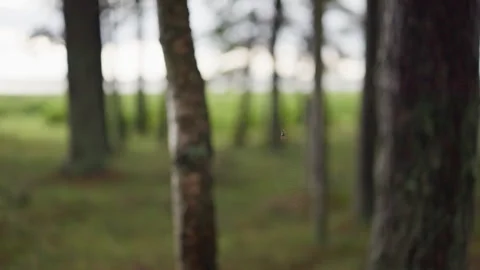 Delicate spider web between tree trunks in blurred woodland with soft natural Stock Footage 344769810