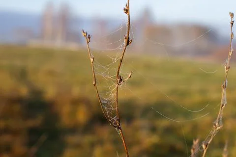Delicate spider web covered in tiny dew drops forming a natural design, clinging Stock Photos