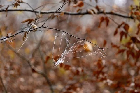 Delicate Spider Web in Forest Stock Photos