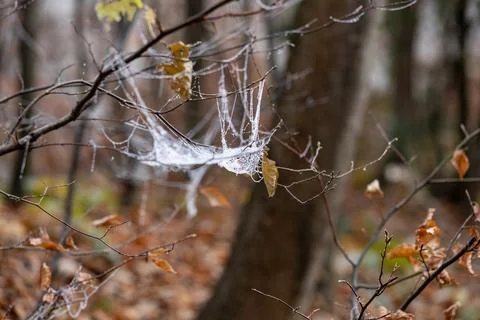 Delicate Spider Web in Forest Stock Photos