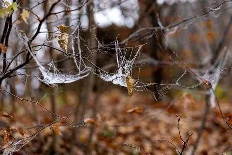 Delicate Spider Web in Forest Stock Photos