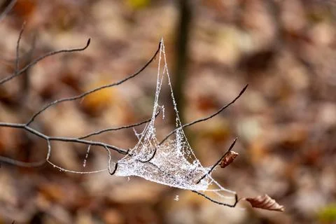 Delicate Spider Web in Forest Stock Photos