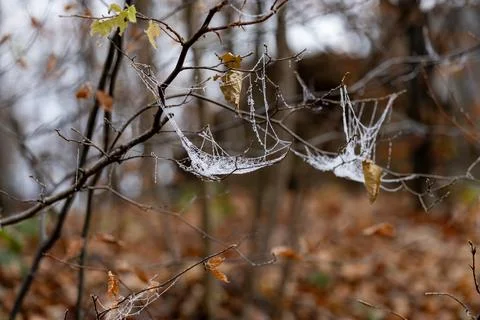 Delicate Spider Web in Forest Stock Photos