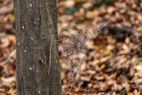 Delicate Spider Web in Forest Stock Photos