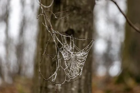 Delicate Spider Web in Forest Stock Photos
