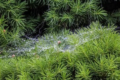 Delicate spider web glistening with dew on vibrant green pine needles Stock Photos