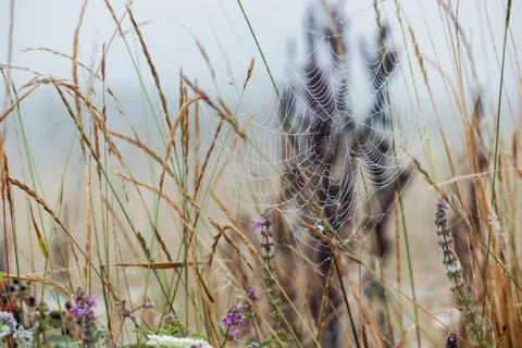 Delicate spider web in grass Stock Photos