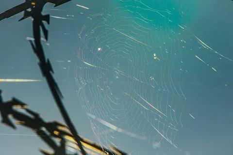 Delicate spider web illuminated against blue glass with dark plant shadows .. Stock Photos