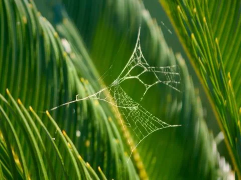 Delicate spider web reflecting sunlight on green plant leaf 스톡 사진