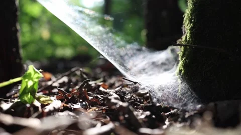 Delicate spider web shines in warm forest sunlight Stock Footage 340137293