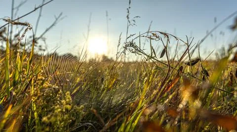 A delicate spider web in soft grass, with sunlight through strands Stock Photos