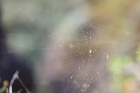 Delicate spider web with soft natural bokeh background Stock Photos