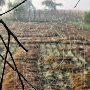 A delicate spider web is stretched between tree branches, adorned with dewdrops. Stock Photos