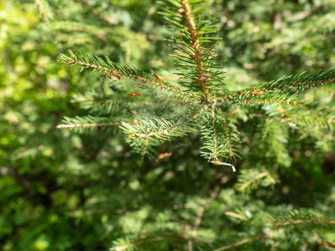 Delicate spider web stretched on green spruce needles in a sunny forest Foto stock