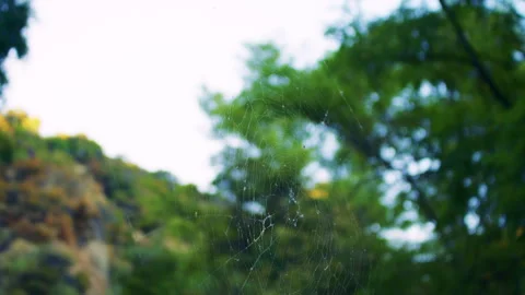 A delicate spider web stretches between two trees at Beaudry Loop Trailhead Stock Footage 281985951