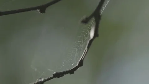 Delicate spider web on the tree branch Stock Footage 77809585
