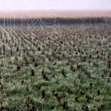 A delicate spider web is visible adorned with dewdrops. Stock Photos