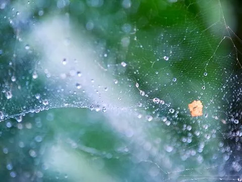 Delicate spiderweb adorned with dewdrops glistens against a blurred green b.. Stock Photos