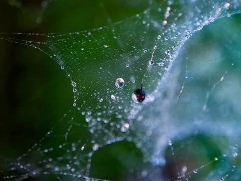 Delicate spiderweb glistens with dewdrops, reflecting nature's artistry and.. Stock Photos
