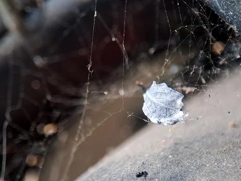 Delicate spiderweb strands hold a small leaf in natural outdoor light, crea.. Stock Photos