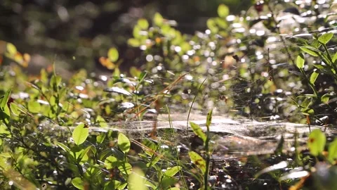 Delicate spiderweb stretched across forest undergrowth near Hamina Finland... Stock Footage 341566438