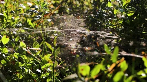 Delicate spiderweb stretched across forest undergrowth near Hamina Finland... Stock Footage 341566484