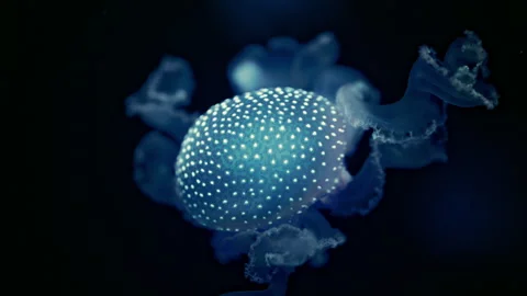 Delicate spotted jellyfish drifting through dark aquarium water, stunning 4K Stock Footage 335488787
