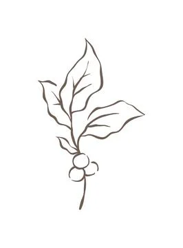 A Delicate Sprig Of A Coffee Plant With A Single Bean Vector Illustration イラスト素材