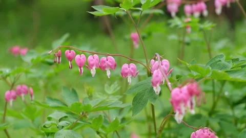Delicate sprig of spring pink and white flowers in the garden after the rain. Stock Footage 194432153
