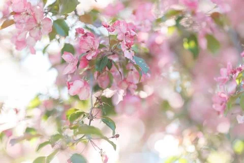 Delicate spring background with blooming branches of pink cherry tree, in the Stock Photos