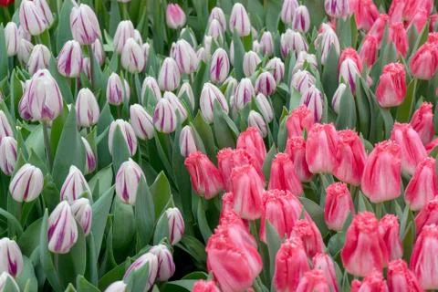 Delicate spring blooming background of tulips for your design. selective focu Stock Photos