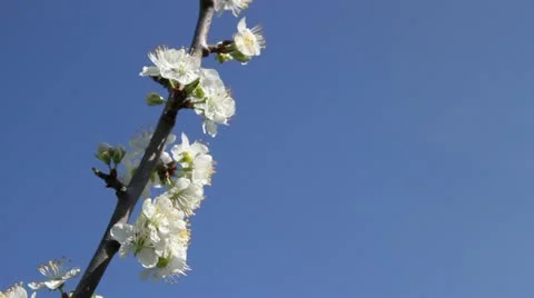 Delicate spring blossoms 스톡 동영상 11320632